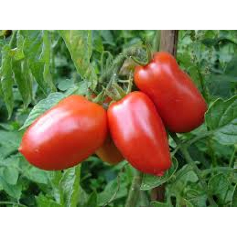 San Marzano Plants For Sale