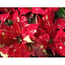 Poinsettia Glitter - regular single