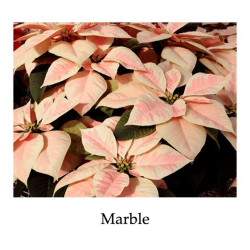 Poinsettia Marble - regular, single