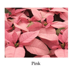Poinsettia Pink - regular, single