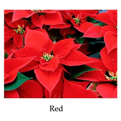 Poinsettia Red - regular, single