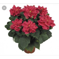Poinsettia Winter Rose - regular, single