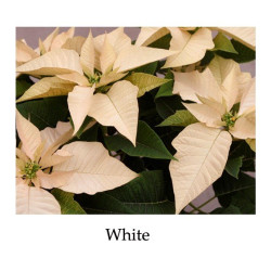Poinsettia White - large, triple