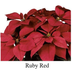 Poinsettia Ruby Red - regular single