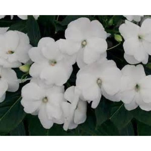 New Guinea Impatiens - White - 4.5 inch pot