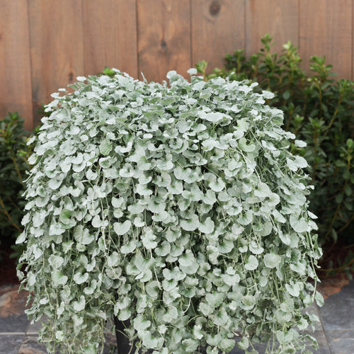 Dichondra - Silver Falls