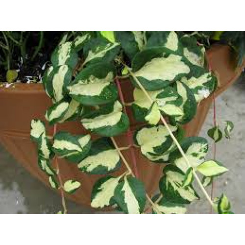 Vinca Vine - Variegated - 4 inch pot
